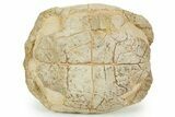 Inflated Fossil Tortoise (Stylemys) - South Dakota #373014-7